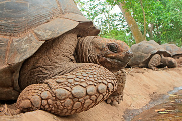 Fototapeta premium Aldabra giant tortoises (Aldabrachelys gigantea) on prison island, Zanzibar.