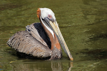 A brown pelican (Pelecanus occidentalis) swimming,  America.