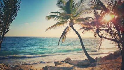 Palm tree on the sandy beach - obrazy, fototapety, plakaty