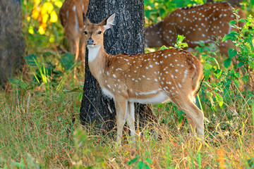 Female spotted deer or chital (Axis axis), Kanha National Park, India.