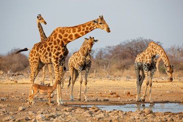 Obraz na płótnie Canvas Giraffe herd (Giraffa camelopardalis) at a waterhole, Etosha National Park, Namibia.