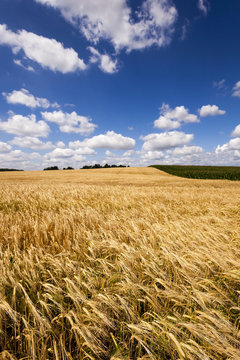 ripened cereals , field  