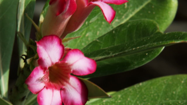 Royalty Free Stock Video Footage of pink-flowered branches shot in Israel at 4k with Red.