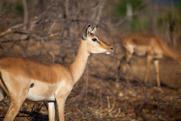 Impala close up in Botswana bush in Africa