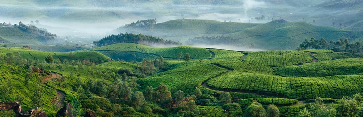 Crédence de cuisine en verre imprimé Colline Collines verdoyantes de plantations de thé à Munnar