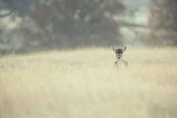 LIttle Deer in long grass looking at the camera
