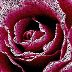 Valentine's day background with hearts. Rose, formed from 1500,000 hearts on a black background. 