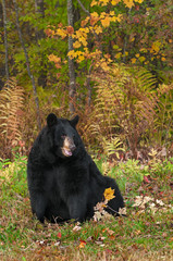 Naklejka premium Black Bear (Ursus americanus) Sits Looking Right