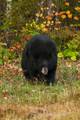 Black Bear (Ursus americanus) Walks Towards Viewer