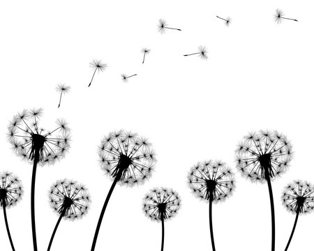 background dandelion faded silhouettes on a white background