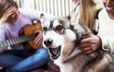 Dog at home, with his friends
Multi ethnic young girls playing with Siberian Husky, in a living room