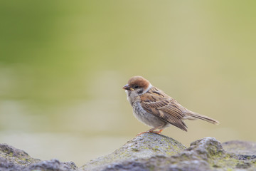 A little common bird - sparrow standing on a rock