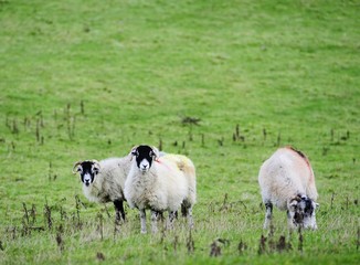 Winter and sheep