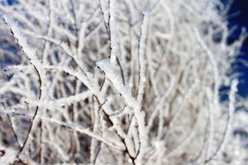plant in ice.