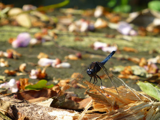 Orthetrum glaucum resting on a plant on ground