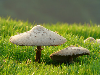 Close up shot of mushroom with water drops