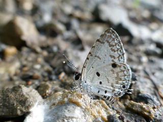 Beautiful butterfly - Celastrina lavendularis himilcon