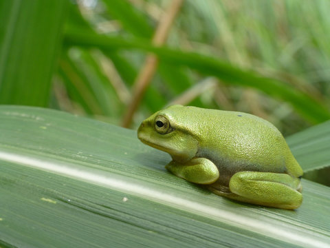 Little cute Taipei tree frog