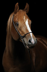 Horse portrait isolated on black background - 100225505