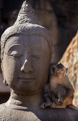 Crab eating macaque on Buddha statue