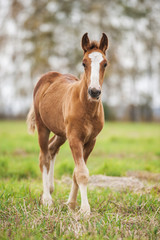 Baby foal of draught horse - 100225546