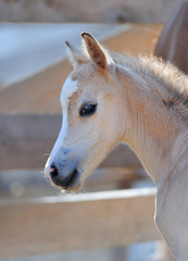 Portrait of a cute foal