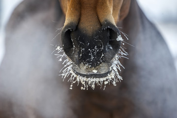 Horse's nose with the ice and steam - 100225571
