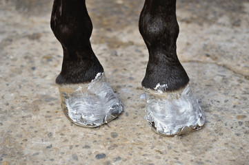 Horse's hoofs with the ointment - 100225587