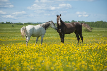 Two horses on the meadow - 100225595