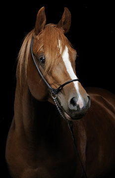 Horse portrait isolated on black background