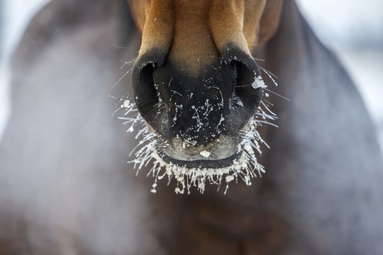 Horse's nose with the ice and steam