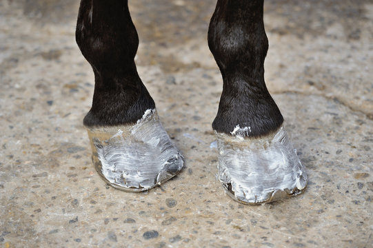 Horse's hoofs with the ointment