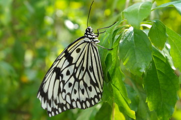 Beautiful butterfly - Idea leuconoe clara