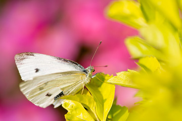 Beautiful butterfly - Pieris canidia