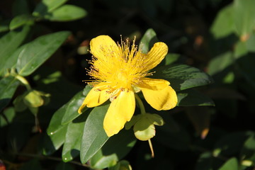 Flower and trees, year 2015