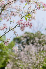 Pink Sakura blossom