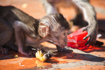 Baby Crab Eating Macaque