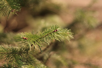 Flower and trees, year 2015