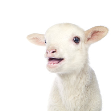 White Baby Lamb