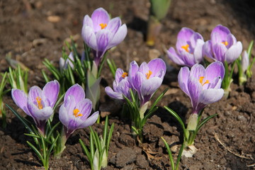 Flower and trees, year 2015