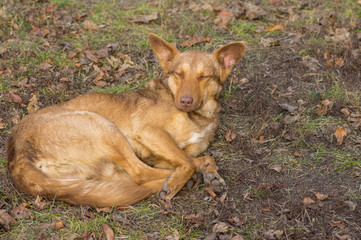 Stray dogs having rest outdoors dreaming about Christmas eve in own house