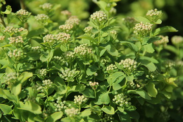 Flower and trees, year 2015
