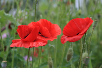 Flower and trees, year 2015