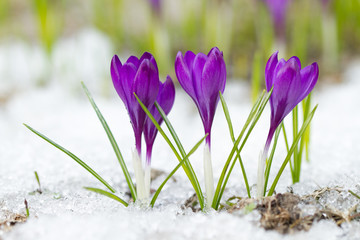 Fototapeta na wymiar Violet crocuses flowers