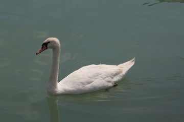 Lake Balaton, year 2008