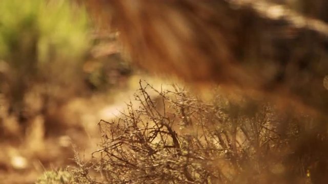 Racking footage of desert plants at dusk