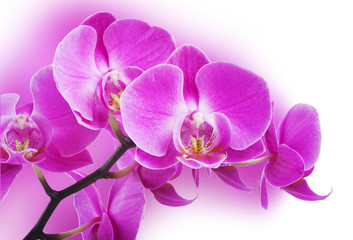 Fototapeta na wymiar Orchid flowers border