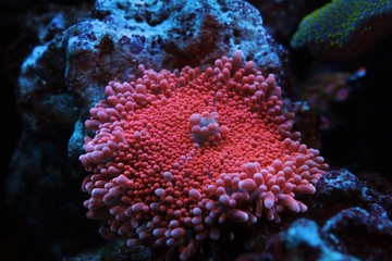 Fototapeta premium Pink Yuma Mushroom coral