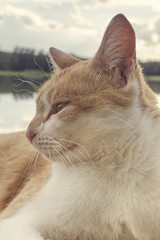 Beautiful red cat with yellow eyes