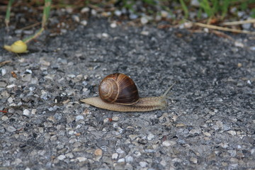 Animals in Germany, year 2009
